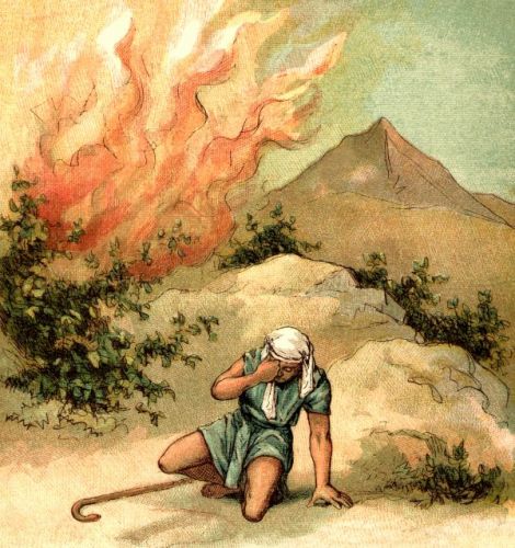 Moses Burning Bush - Image 6